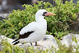 Nazca Booby